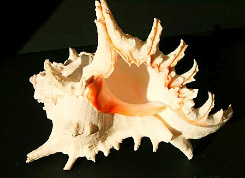 Muschelgehäuse Murex Ramosos ca.17-19 cm